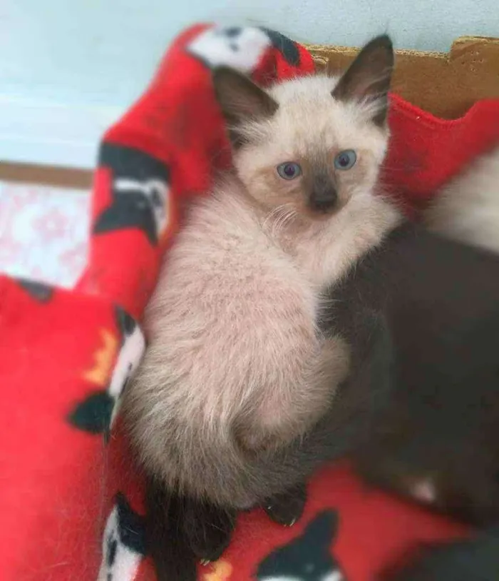 Gato raça srd idade 2 a 6 meses nome Miklos