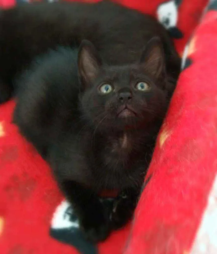 Gato ra a srd idade 2 a 6 meses nome Miklos