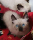 Miklos