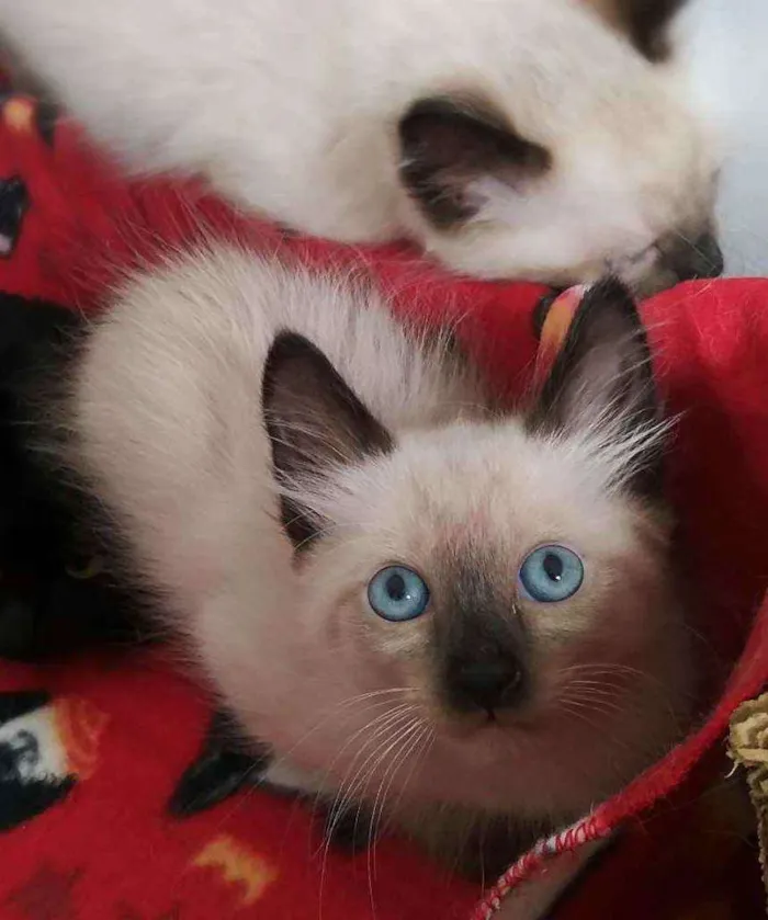 Gato ra a srd idade 2 a 6 meses nome Miklos
