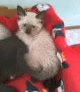 Miklos