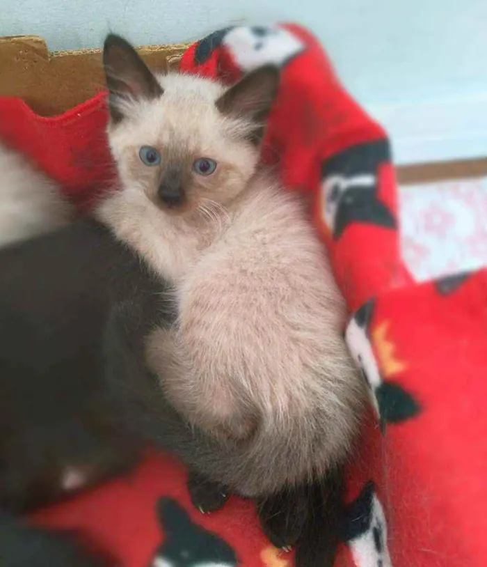 Gato ra a srd idade 2 a 6 meses nome Miklos