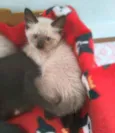 Miklos