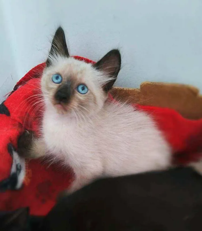Gato ra a srd idade 2 a 6 meses nome Miklos
