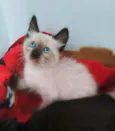 Miklos