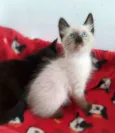 Miklos