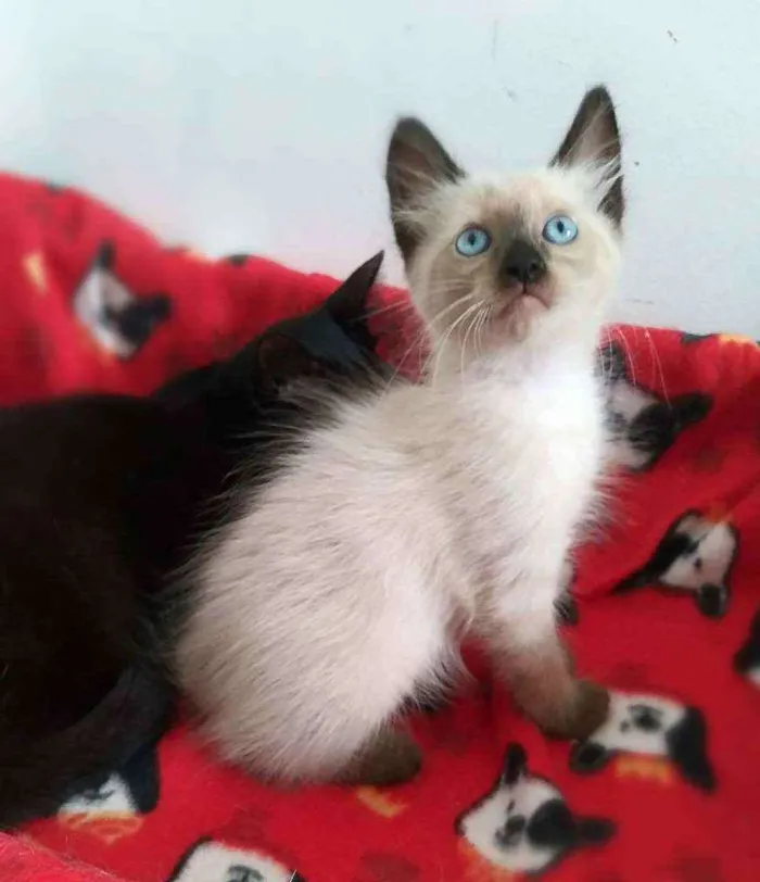 Gato ra a srd idade 2 a 6 meses nome Miklos