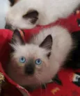 Miklos