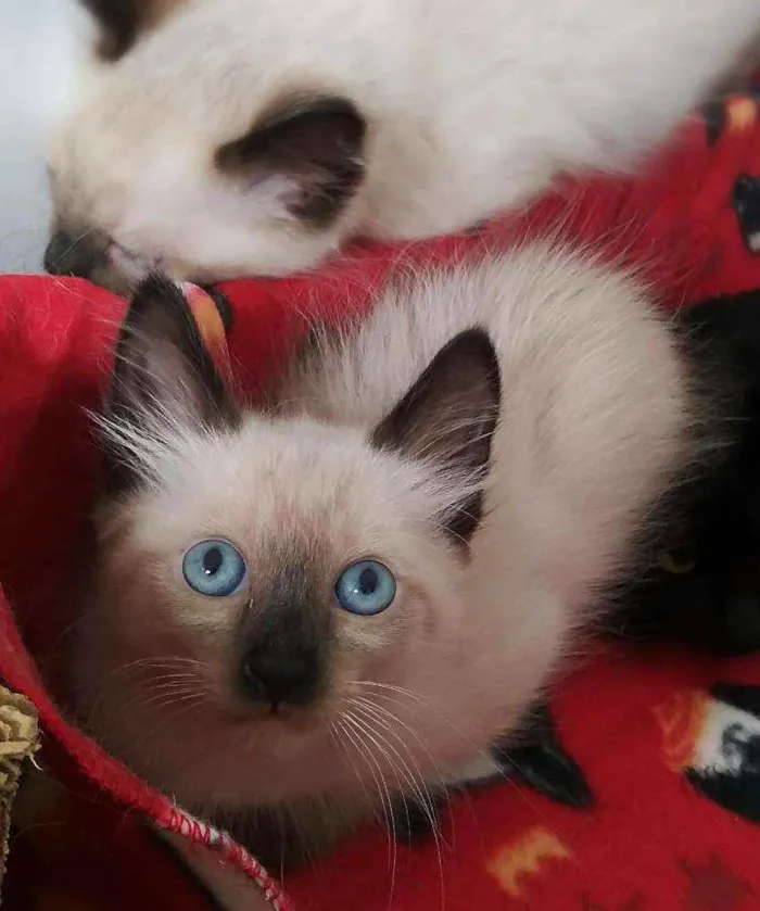 Gato ra a srd idade 2 a 6 meses nome Miklos