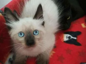 Gato raça srd idade 2 a 6 meses nome Miklos (& Mike &Mia)