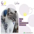 Leo