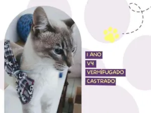 Gato raça Srd idade 7 a 11 meses nome Leo