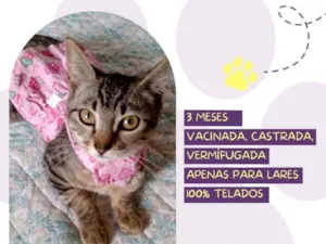 Gato raça Srd idade 2 a 6 meses nome Alice
