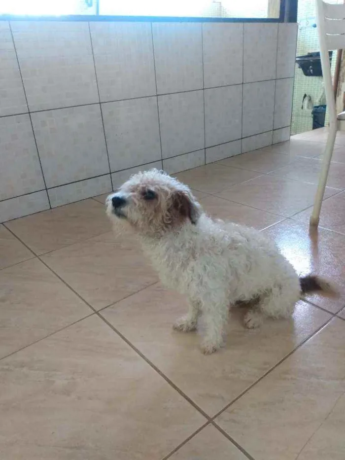 Cachorro raça Poodle idade 4 anos nome Gugu
