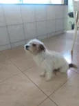 Gugu