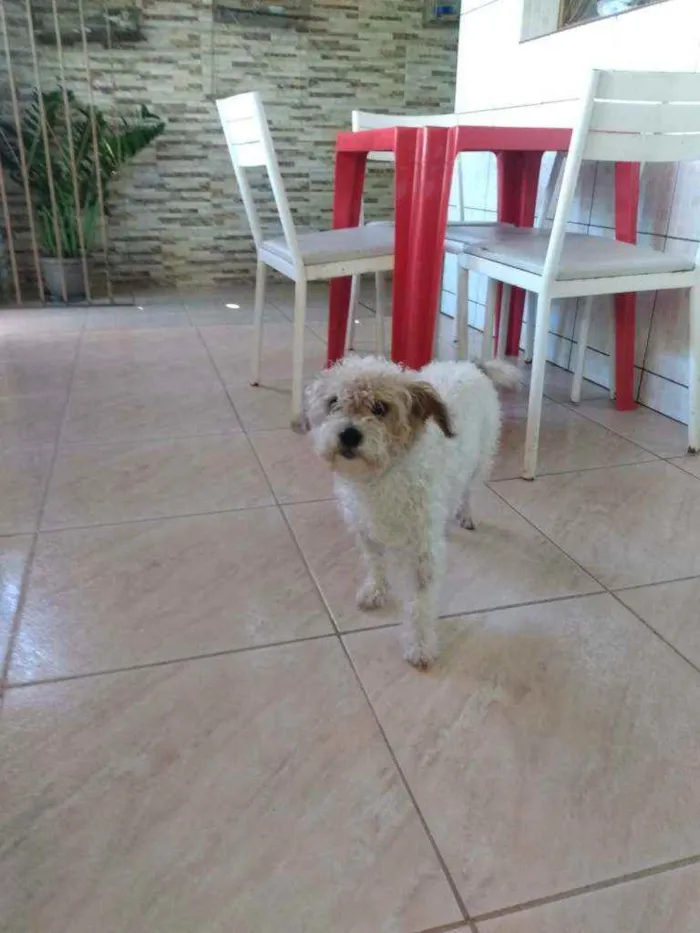 Cachorro raça Poodle idade 4 anos nome Gugu