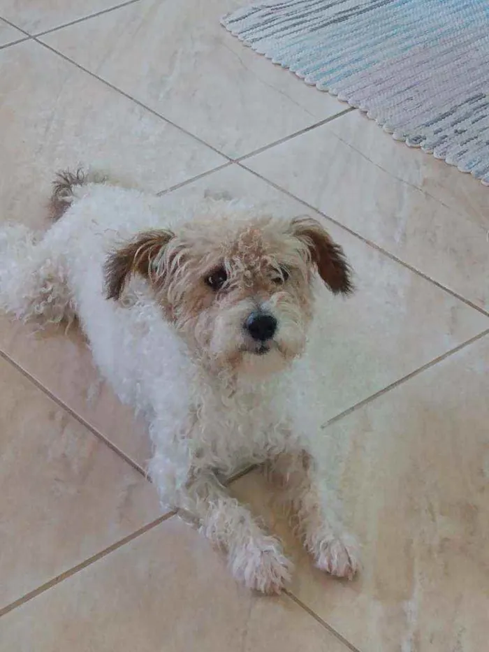 Cachorro raça Poodle idade 4 anos nome Gugu