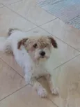 Gugu