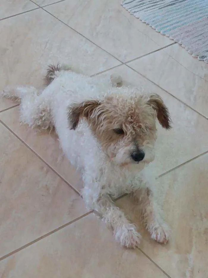 Cachorro raça Poodle idade 4 anos nome Gugu