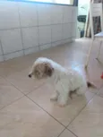 Gugu