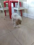 Gugu