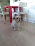 Gugu