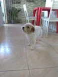 Gugu