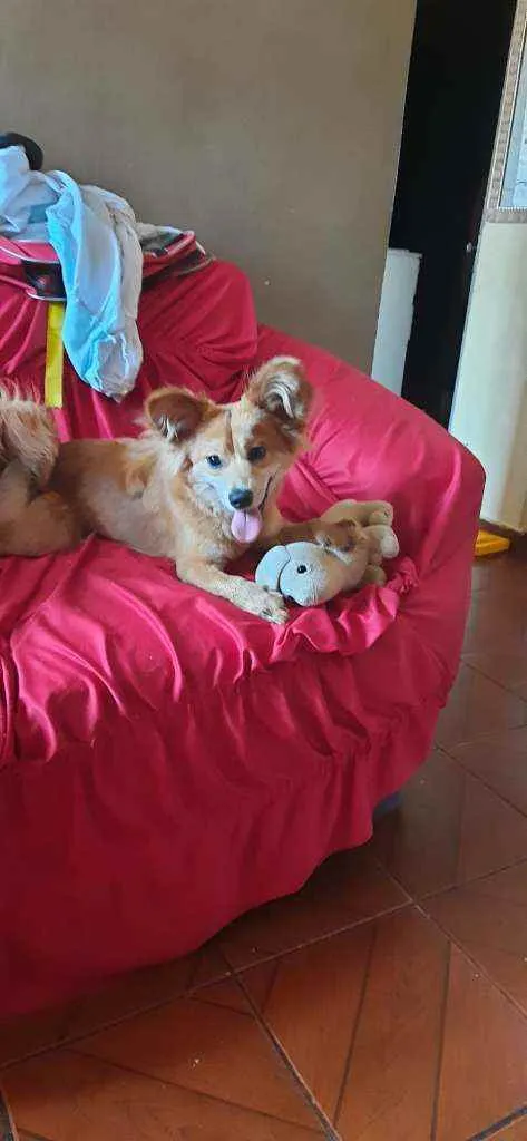 Cachorro ra a Pastor Garafiano idade 2 a 6 meses nome Mel