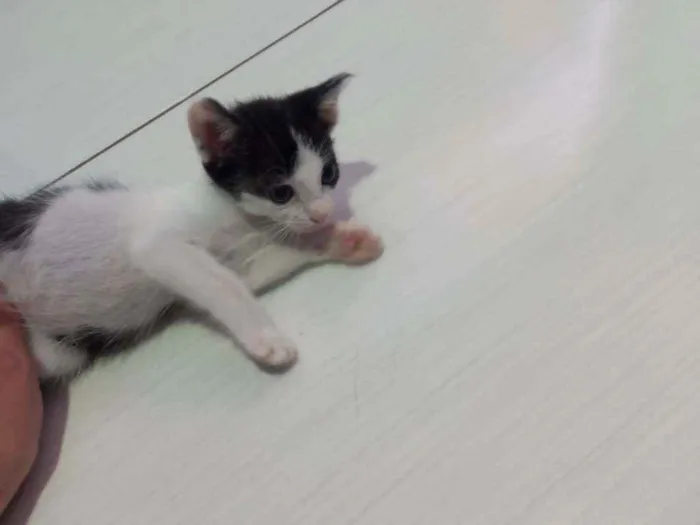 Gato raça SRD idade 2 a 6 meses nome Ninah