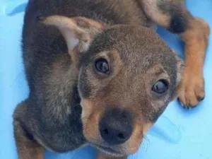 Cachorro raça Srd idade 2 a 6 meses nome Pedrinho