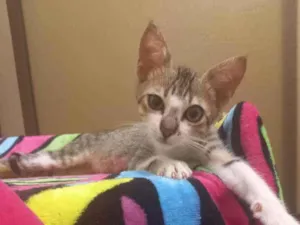 Gato raça SRD idade 2 a 6 meses nome Ítalo 