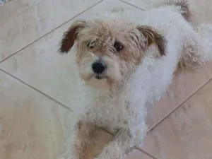 Cachorro raça Poodle idade 4 anos nome Gugu
