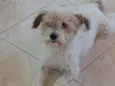 Gugu