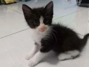 Gato raça SRD idade 2 a 6 meses nome Kauã