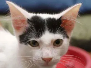 Gato raça SRD idade 2 a 6 meses nome Jorginho 