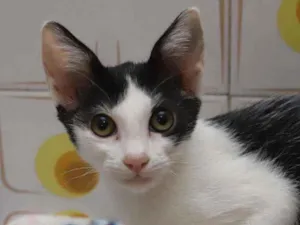 Gato raça SRD idade 2 a 6 meses nome Ninah