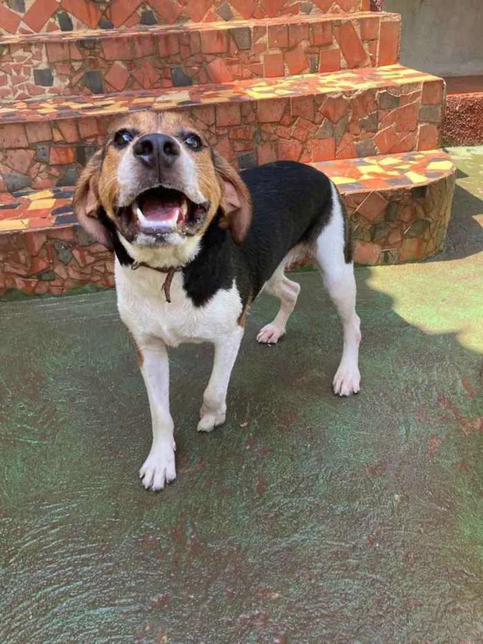 Cachorro ra a Beagle  idade 1 ano nome Boris