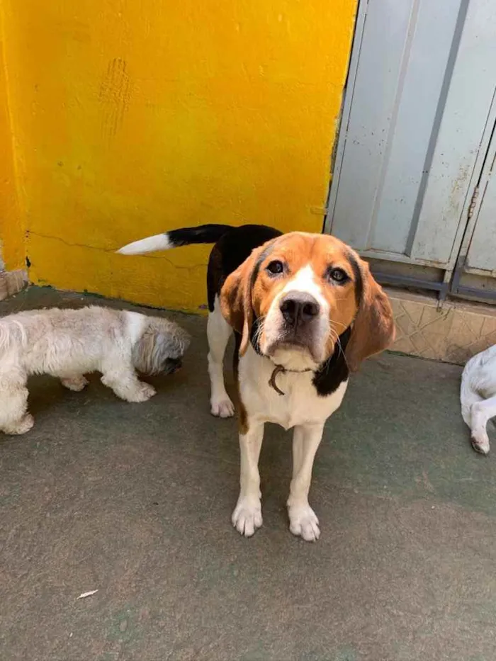 Cachorro ra a Beagle  idade 1 ano nome Boris