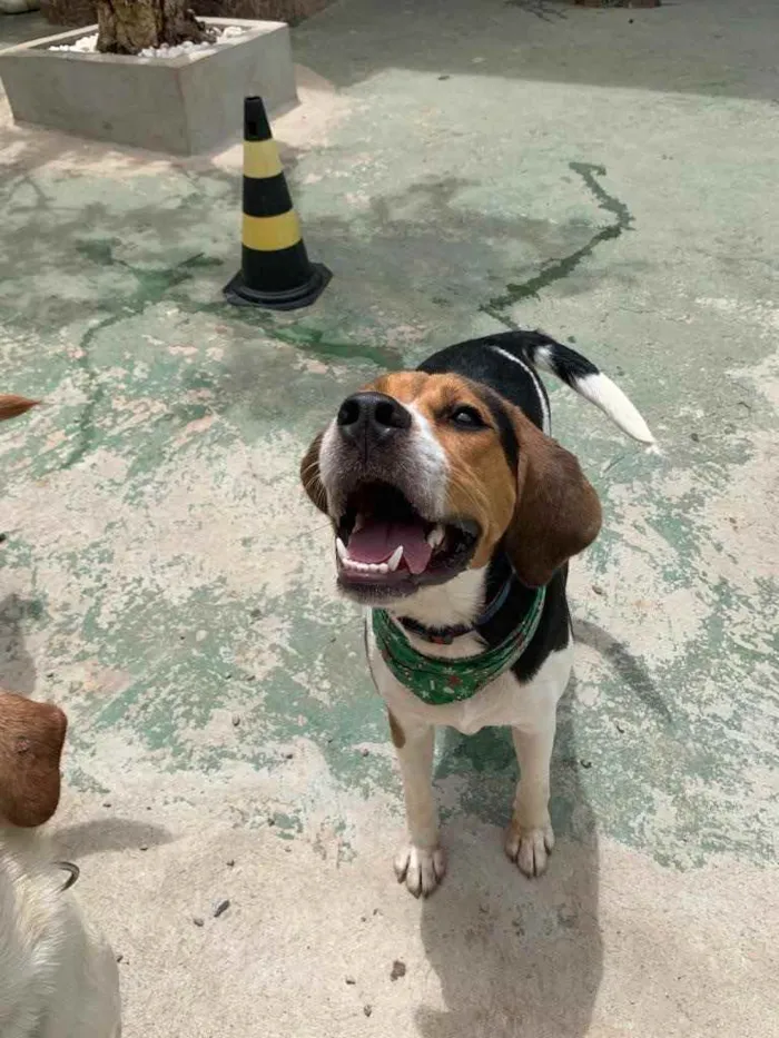 Cachorro ra a Beagle  idade 1 ano nome Boris