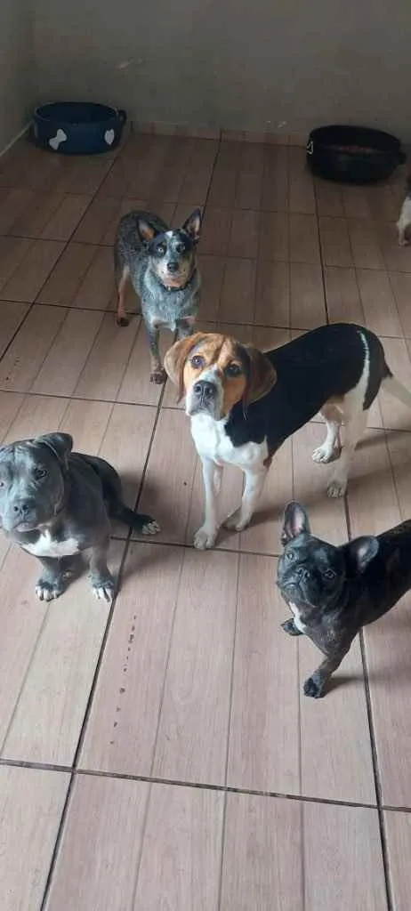 Cachorro ra a Beagle  idade 1 ano nome Boris