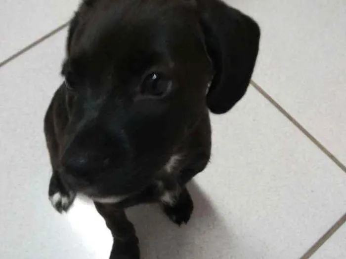 Cachorro ra a Vira latinha idade 2 a 6 meses nome Sem nome