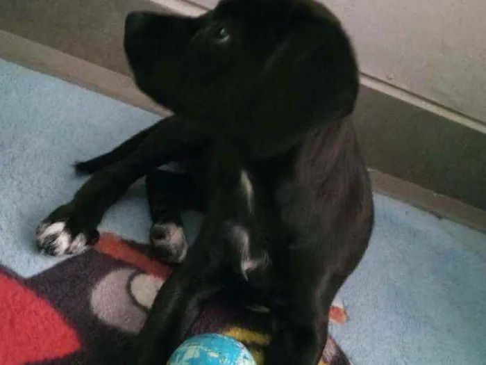 Cachorro ra a Vira latinha idade 2 a 6 meses nome Sem nome