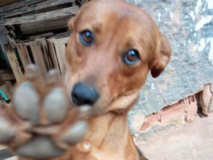 Cachorro ra a Vira-Lata idade 4 anos nome Teddy