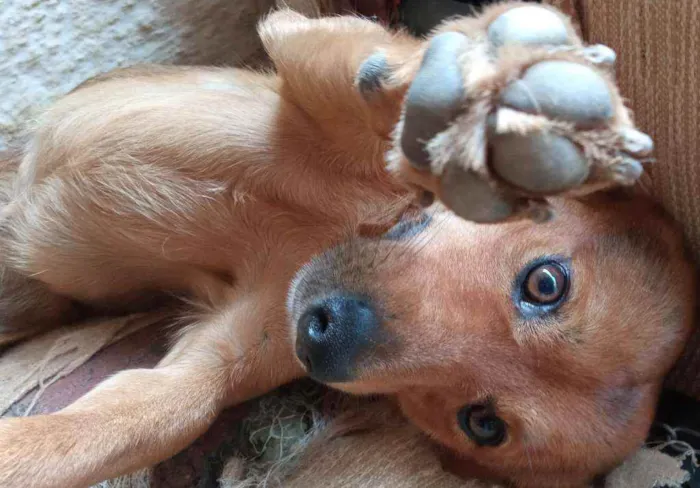 Cachorro ra a Vira-Lata idade 4 anos nome Teddy