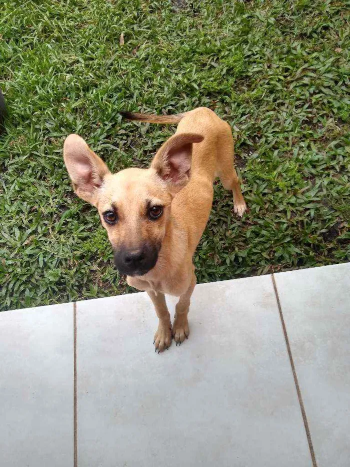 Cachorro ra a Vira-Lata idade 2 a 6 meses nome Paçoca