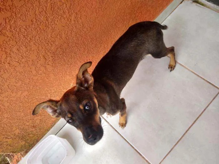 Cachorro ra a Vira-Lata idade 2 a 6 meses nome Amendoim 