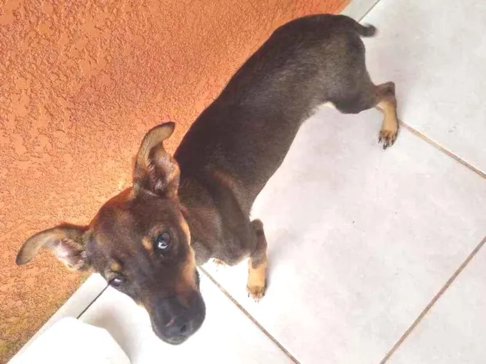 Cachorro ra a Vira-Lata idade 2 a 6 meses nome Amendoim 