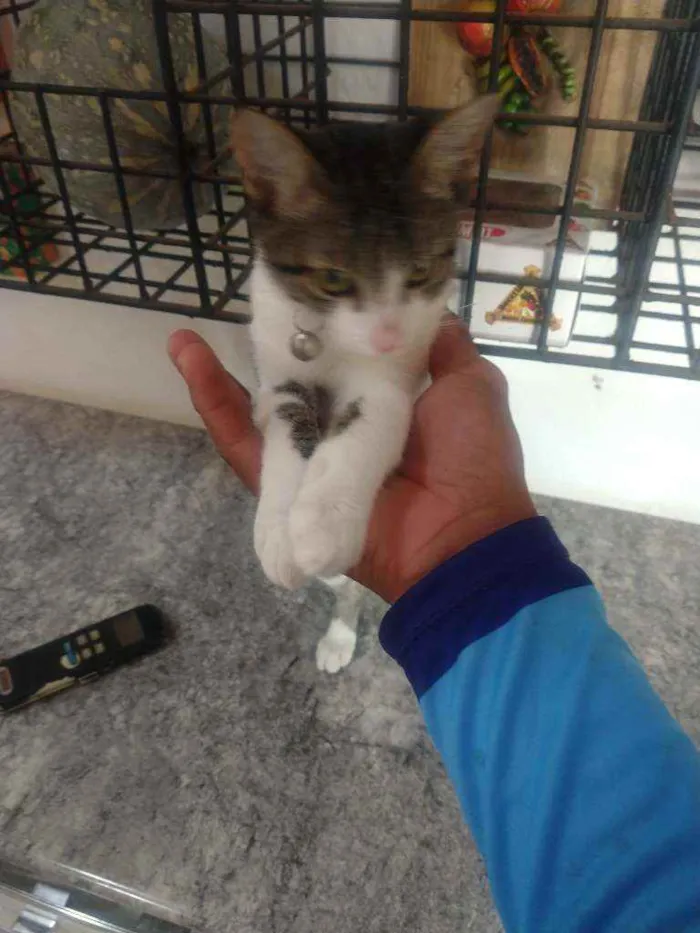 Gato ra a Indefinida idade 2 a 6 meses nome Cristal