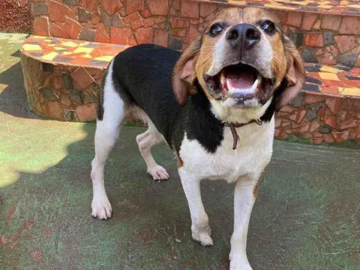 Cachorro ra a Beagle  idade 1 ano nome Boris