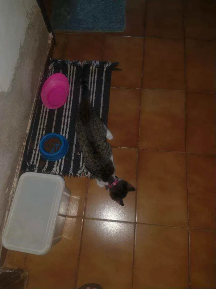 Gato ra a Indefinida idade 2 a 6 meses nome Cristal